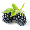 Mitzie's Kitchen Blackberry Basalmic Vinegar