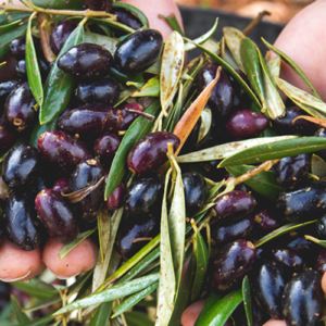 MItzie's Kitchen Chilean Picual Extra Virgin Olive Oil