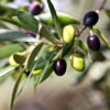 Mitzie's Kitchen Italian Ogliarola Extra Virgin Olive Oil