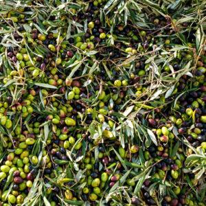 Mitzie's Kitchen Spanish Picual Extra Virgin Olive Oil