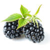 Mitzie's Kitchen Blackberry  Basalmic Vinegar